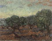 Vincent Van Gogh Olive Orchard,Saint-Remy